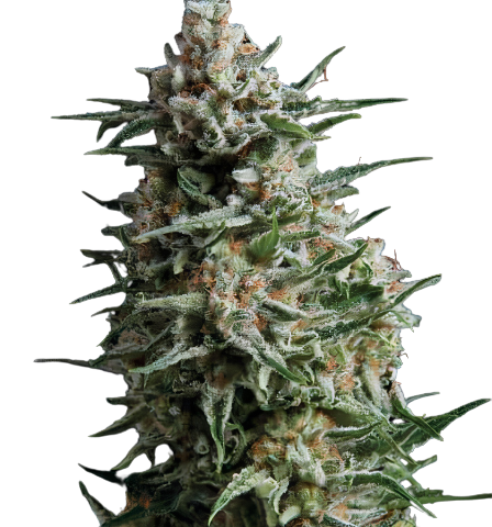 Alien Reunion Cannabis Seeds