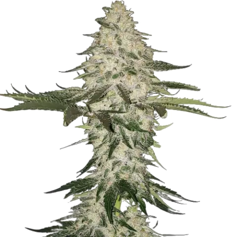 Allen Wrench Cannabis Seeds