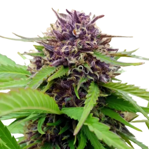 Amethyst Cannabis Seeds