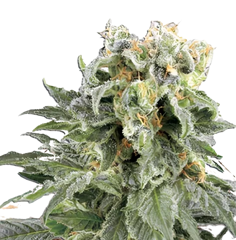 Angel OG Cannabis Seeds