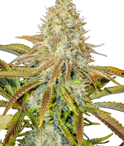Afwreck Cannabis Seeds