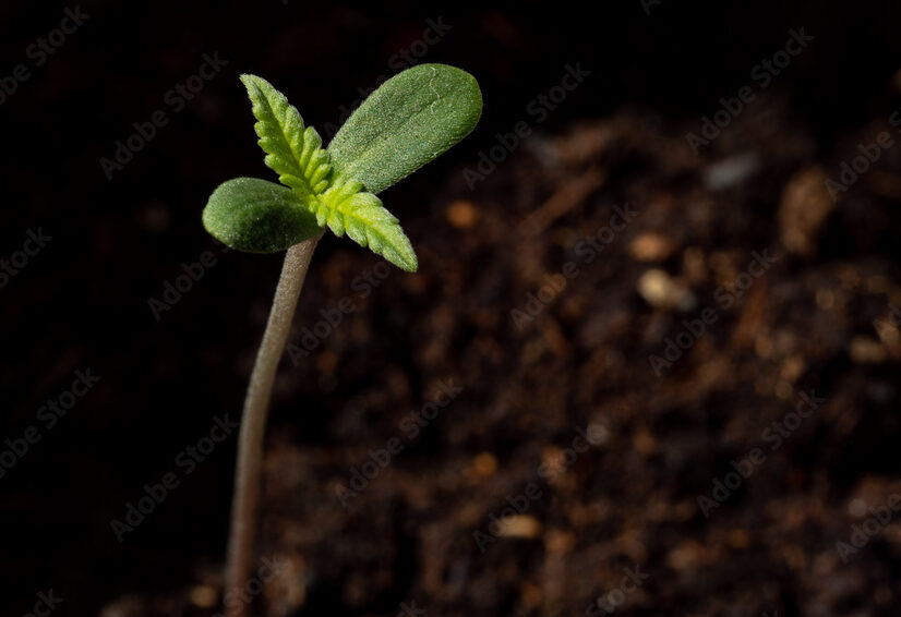 Baby cannabis edited