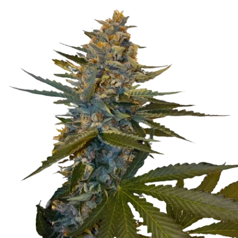 Banana Candy Cannabis seeds