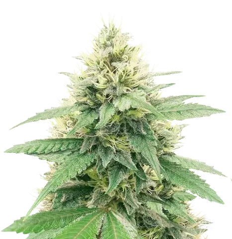 Banana Diesel Cannabis Seeds