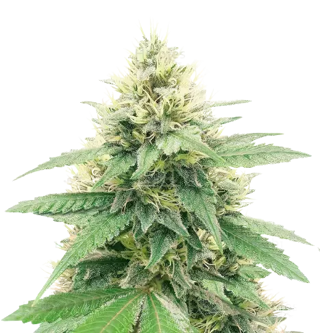 Banana Diesel Cannabis Seeds
