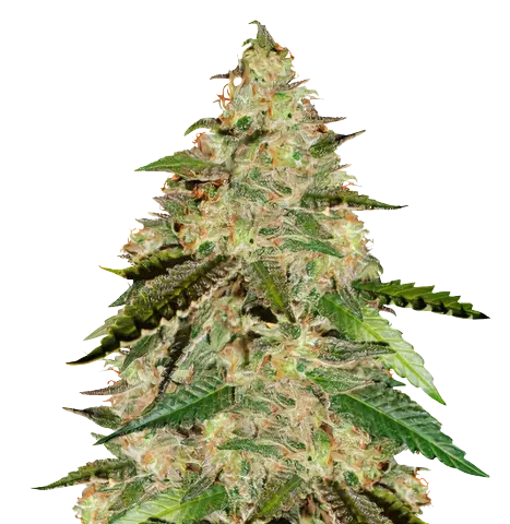 Bay 11 cannabis seeds
