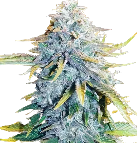 Big Blue Cannabis Seeds