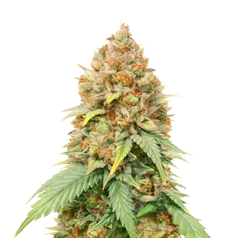 Big Cheese Cannabis Seeds