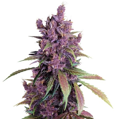Black Cherry Cannabis Seeds