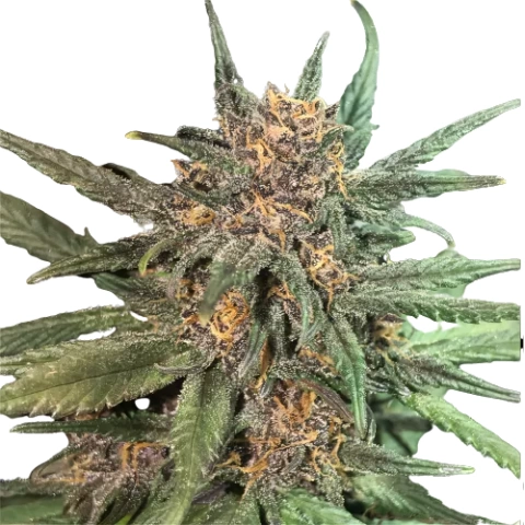 Blackberry Cream cannabis seeds