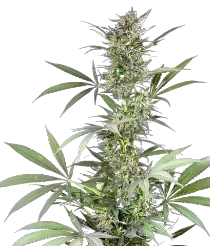 Blue Fruit Cannabis Seeds