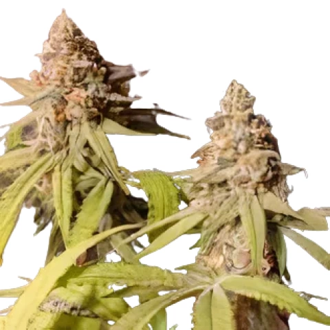 Blue Mango Cannabis Seeds