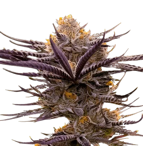 Blueberry Badazz OG Cannabis Seeds