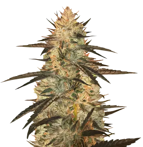 Blueberry Yum Yum Cannabis Seeds