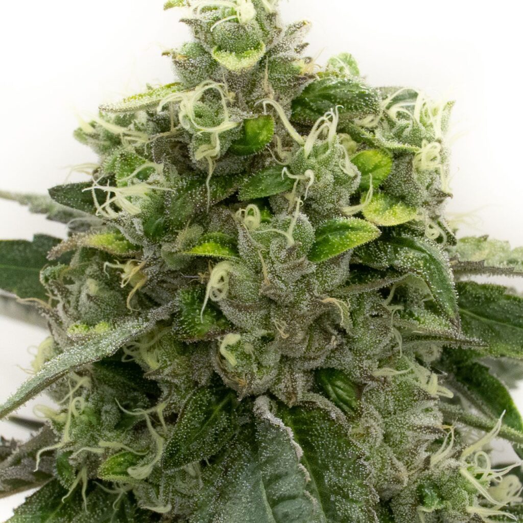 Bubblegum haze 1