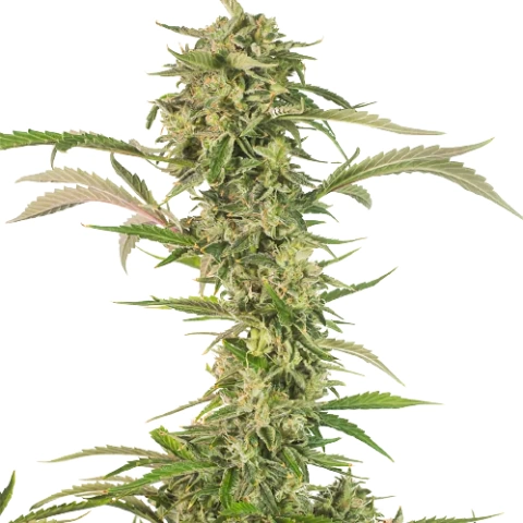 CBD OG Kush Cannabis Seeds