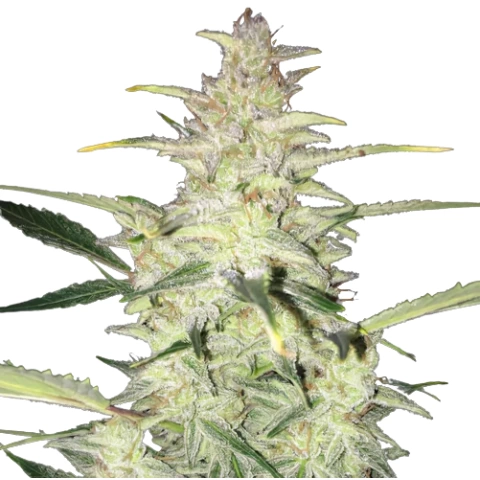 CBD Sour Lemon Cannabis Seeds
