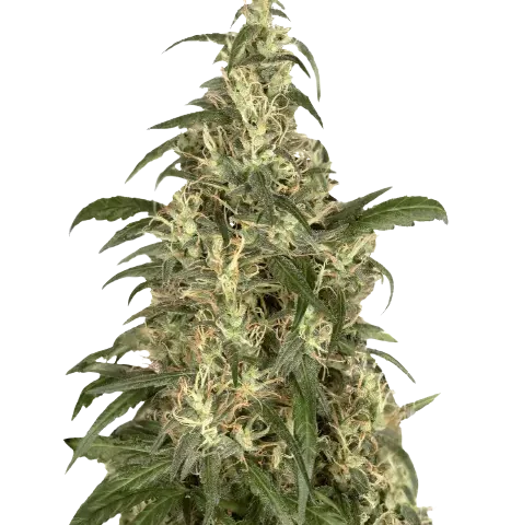 CBD Cream & Cheese Cannabis Seeds