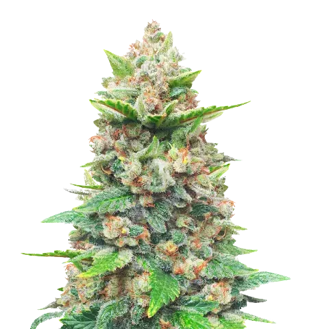 CBD Haze Cannabis Seeds