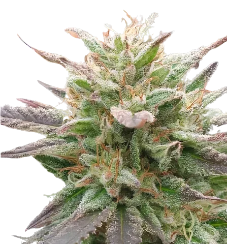 California Love Cannabis Seeds