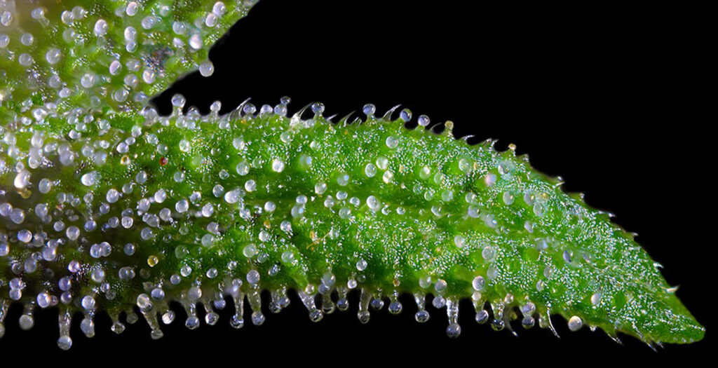 Cannabi under the micoscope