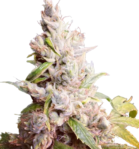 Cannatonic Cannabis Seeds