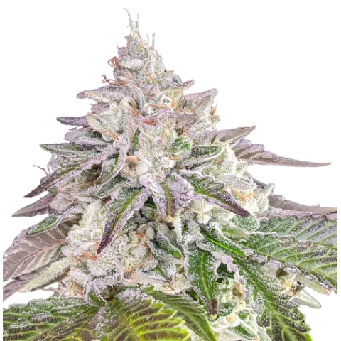Chem Crush Cannabis Seeds