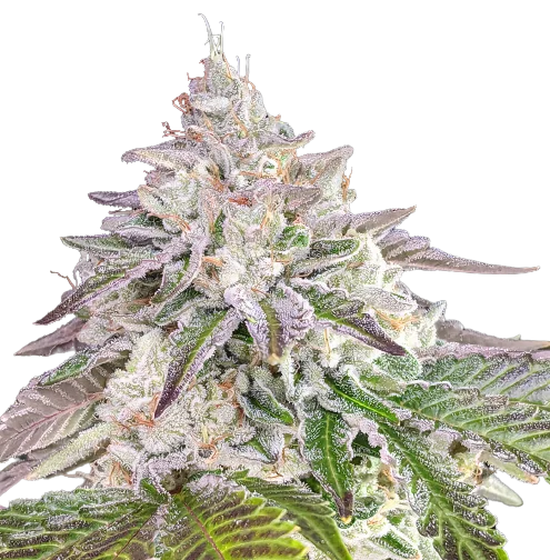 Chem Crush Cannabis Seeds