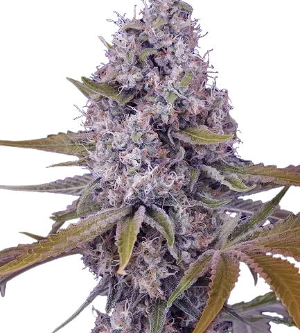 Cherries Jubilee cannabis seeds