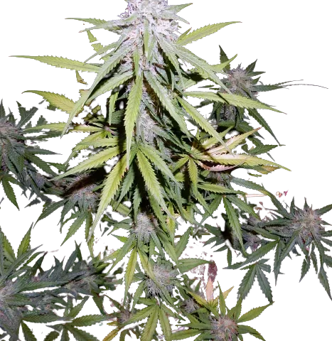 Cherry Bomb Cannabis Seeds