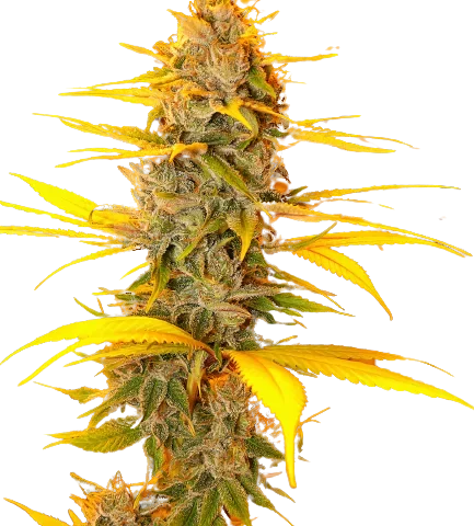 Cherry OG Cannabis Seeds