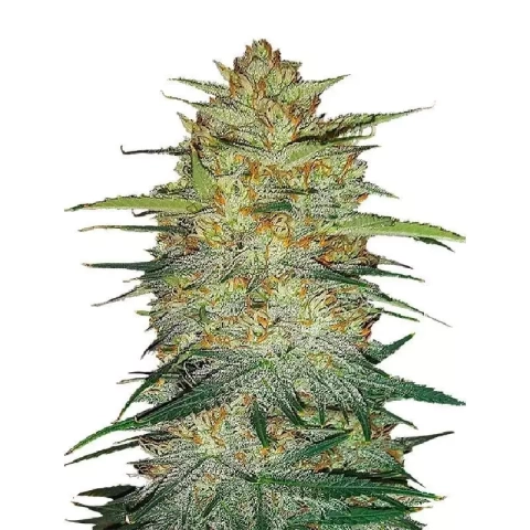 Cold War Kush Cannabis Seeds