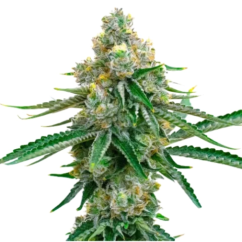 Cookie Jar Cannabis Seeds