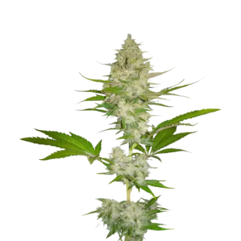 Cotton Candy Kush Cannabis Seeds