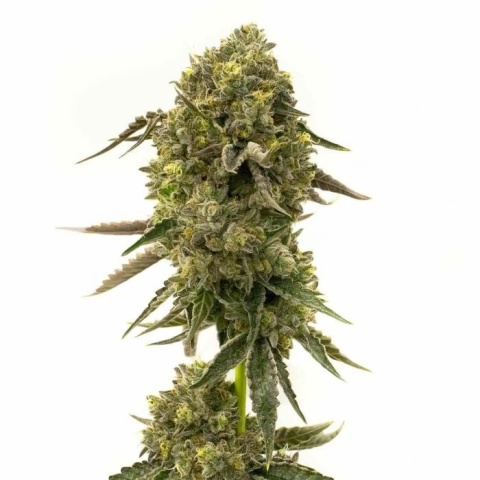 Cramnesia Cannabis Seeds