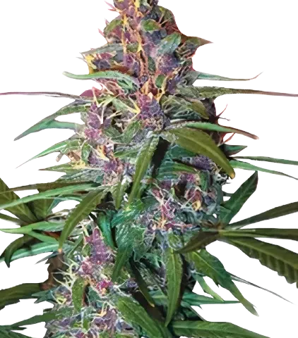 Critical Purple Cannabis Seeds