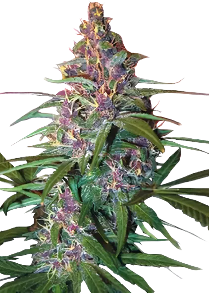 Critical Purple Cannabis Seeds
