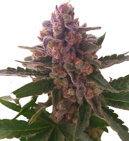 Crown Royale Cannabis Seeds