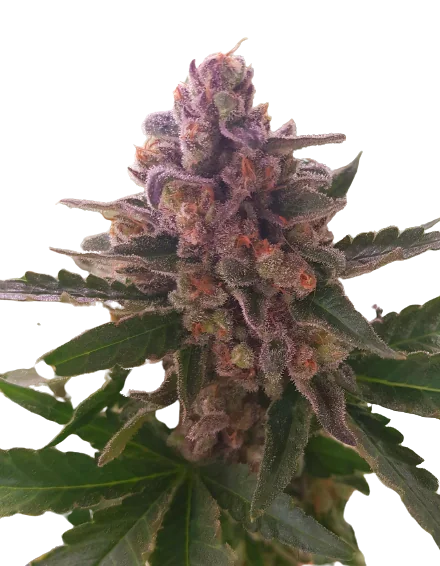 Crown Royale Cannabis Seeds