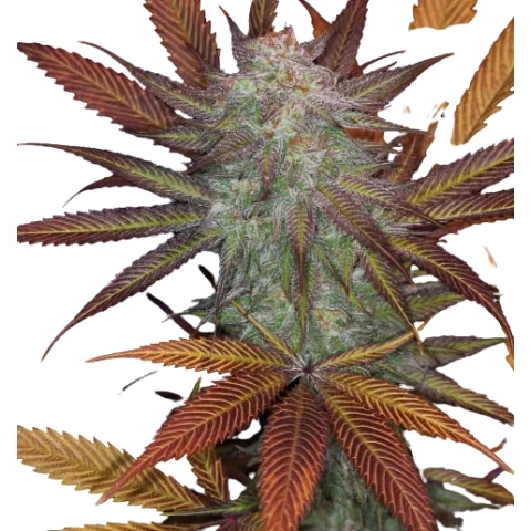 Cuvee Cannabis Seeds