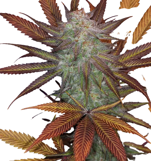 Cuvee Cannabis Seeds