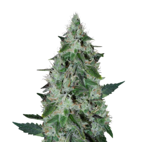 Dakini Kush Cannabis Seeds
