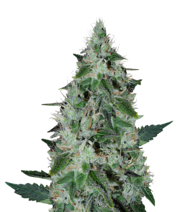 Dakini Kush Cannabis Seeds