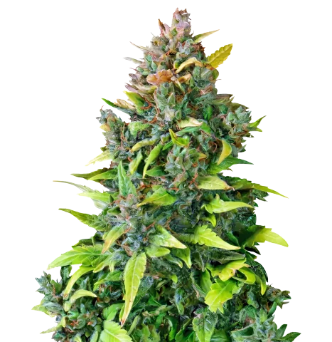 Dance World CBD Cannabis Seeds
