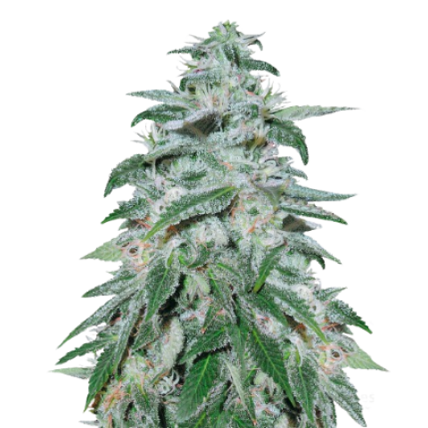 Darth Vader OG Cannabis Seeds