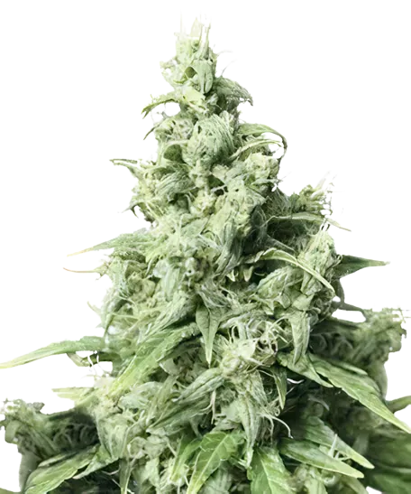 Diamond Valley Kush Cannabis Seeds