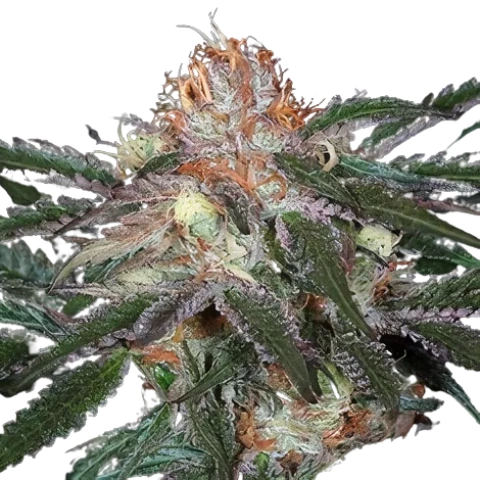 Diesel Duff Cannabis Seeds