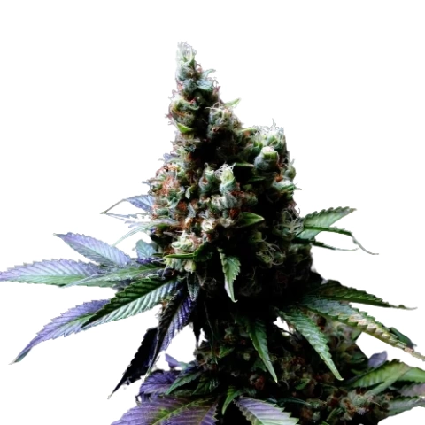 Diesel Power Cannabis Seeds