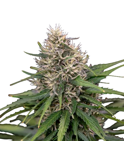 Digweed Cannabis Seeds