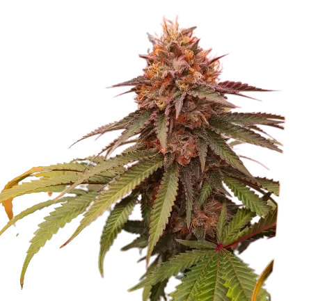 Double Tangie Banana Cannabis Seeds